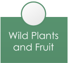 Wild Plants and Fruit