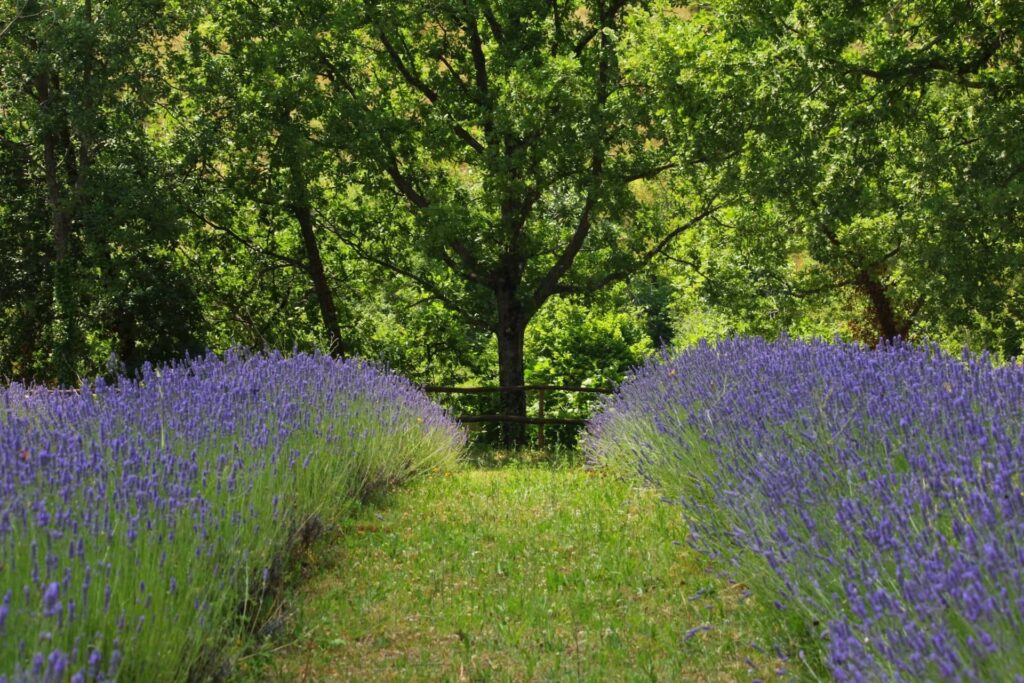 comibene parco econaturale 1