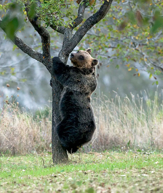 comibene parco percorsi fauna