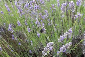 Percorsi Culturali comibene giardini dea opi lavanda