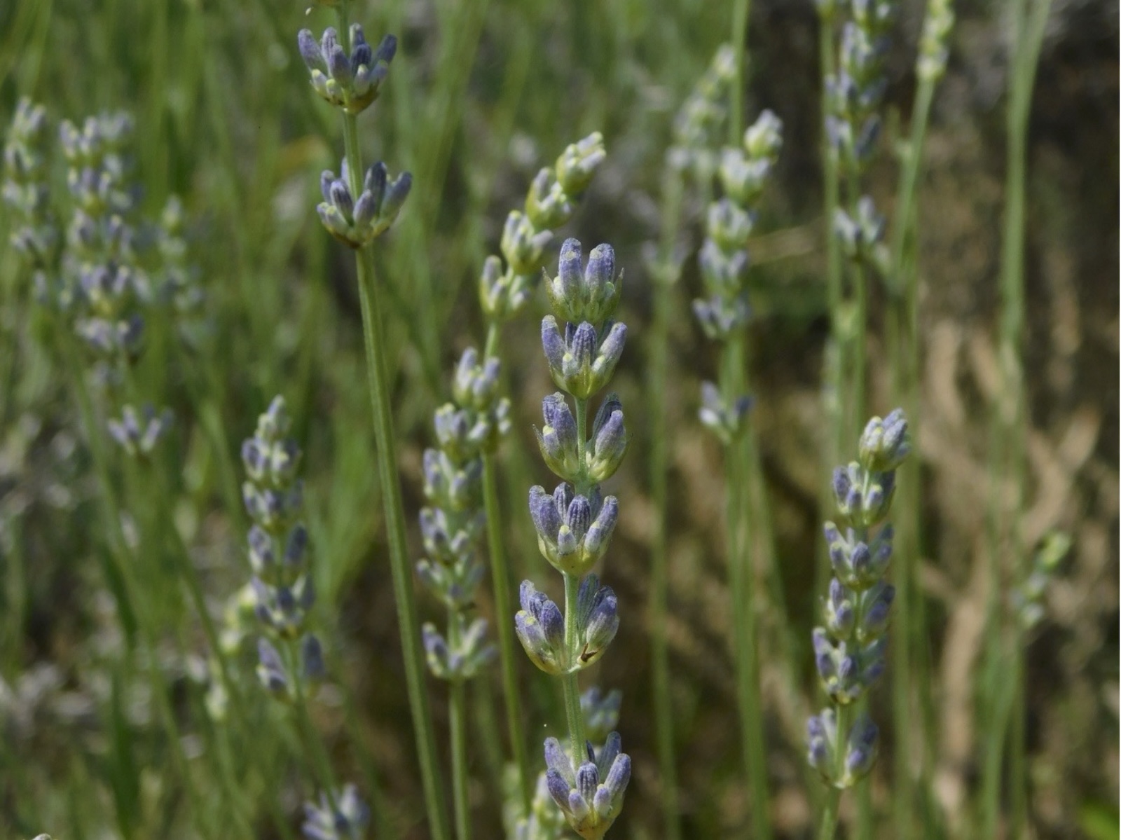 cominium benessere erbe officinali lavanda