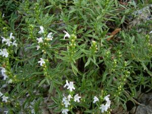 cominium benessere erbe officinali santoreggia montana