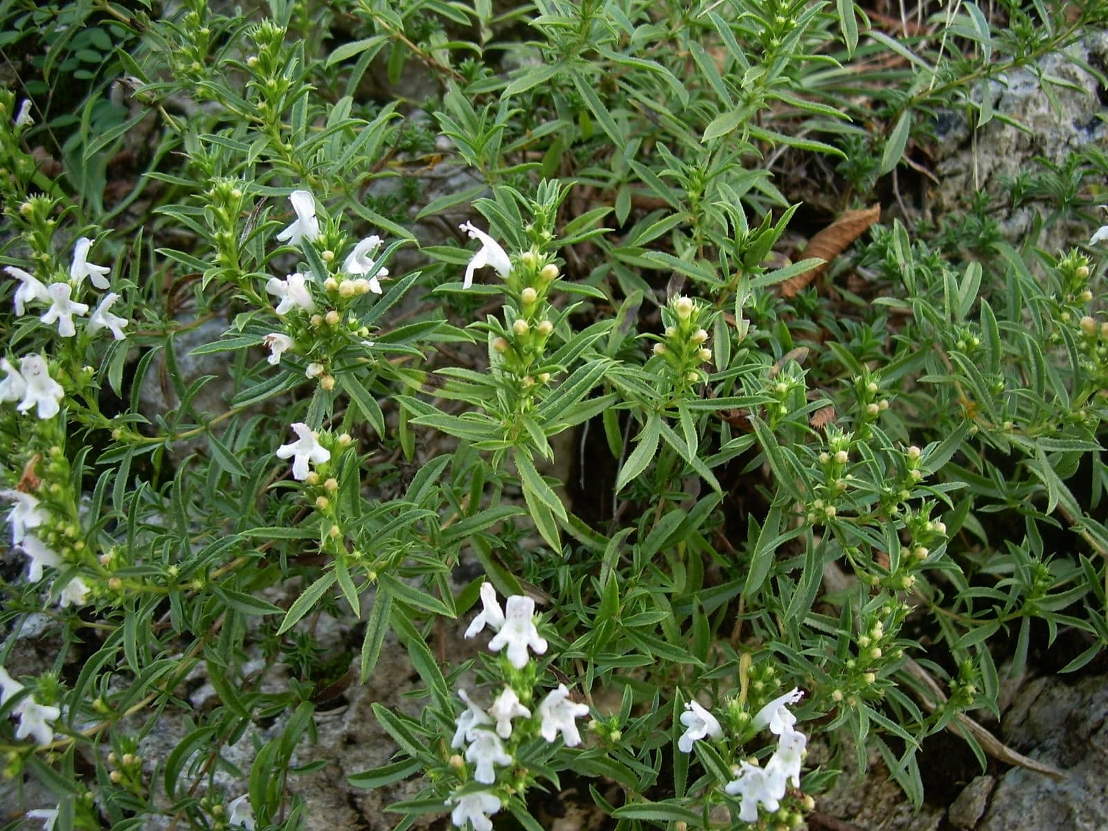 cominium benessere erbe officinali santoreggia montana