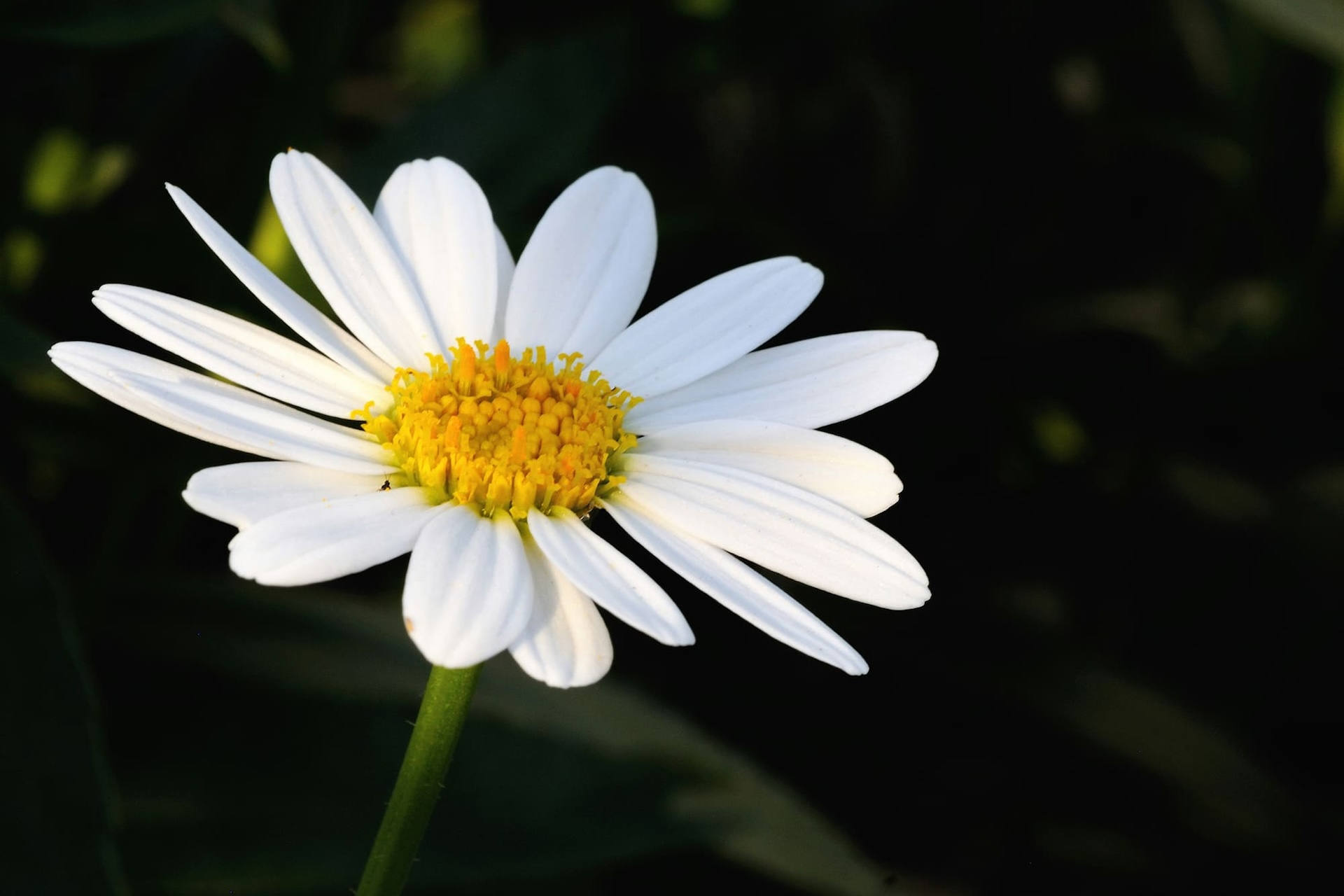 comibene cover consapevolezza