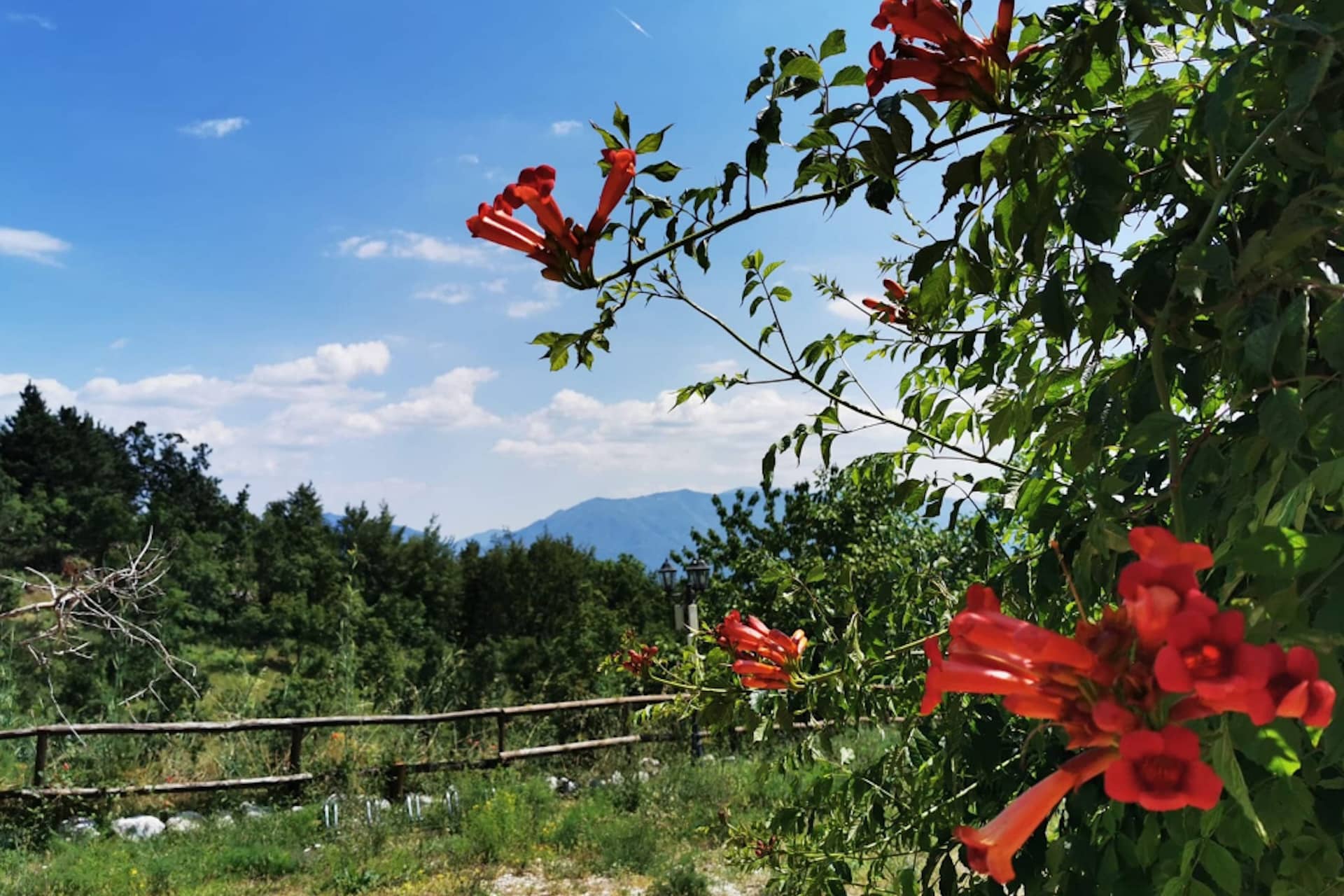 cominium benessere flowers