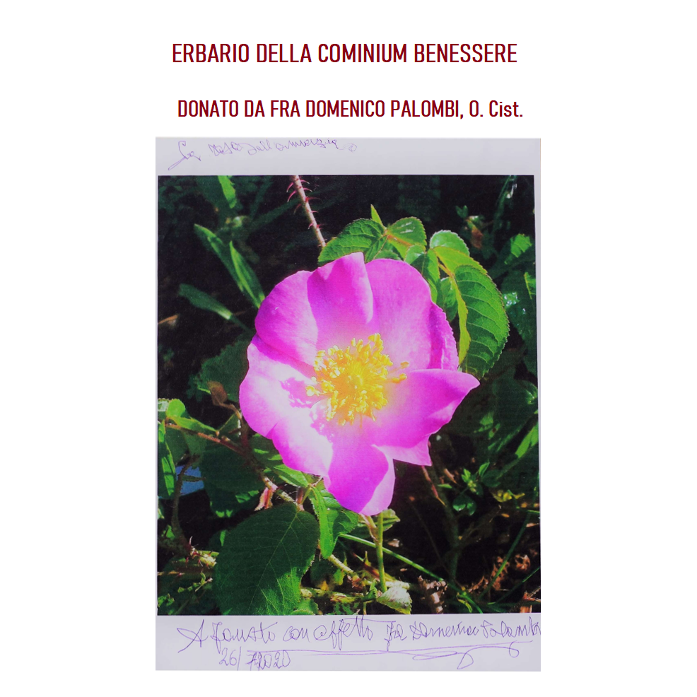 erbario di fra domenico cominium benessere